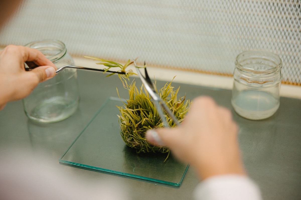 Micropropagarea in vitro