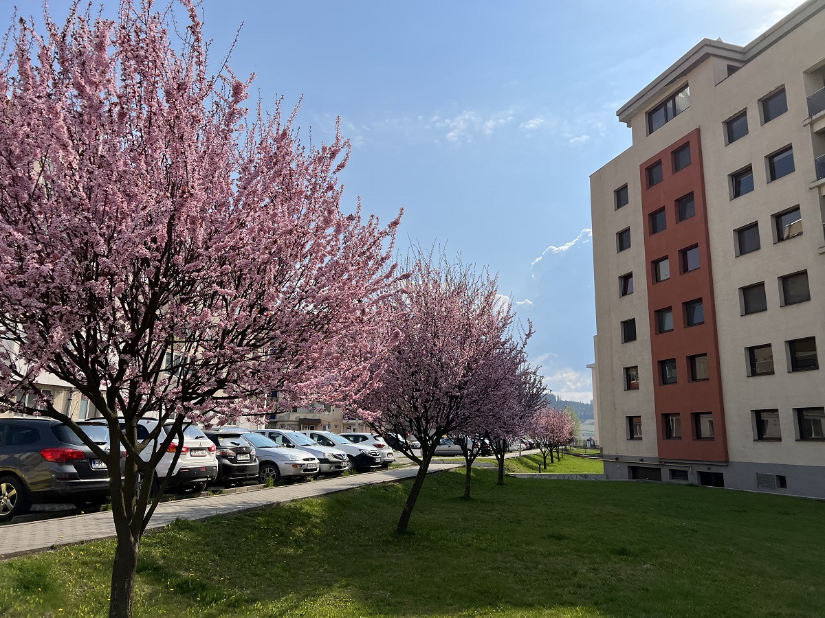 Amenajare parcuri și spații publice
